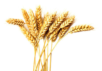 فروش گندم آبی