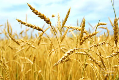 فروش گندم آبی