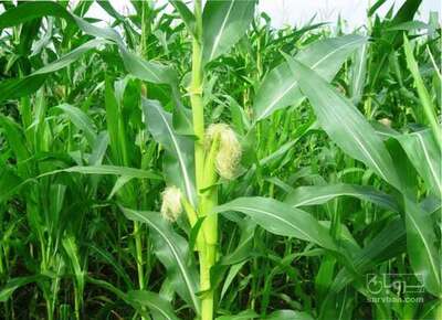 فروش ذرت علوفه‌ای