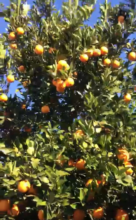 فروش پرتقال