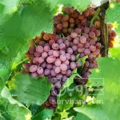 فروش انگوریاقوتی