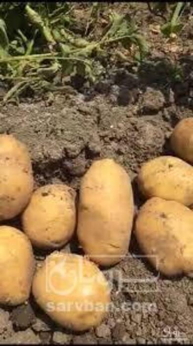 فروش سیب زمینی