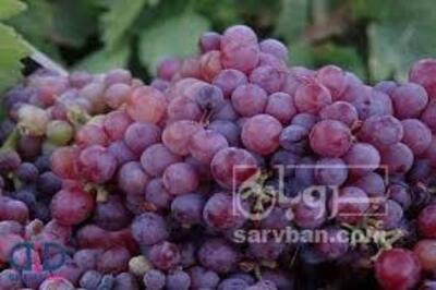فروش انگور یاقوتی