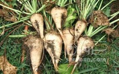 فروش چغندر قند