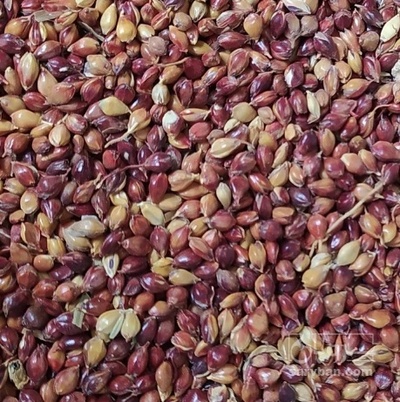 فروش دانه جارو