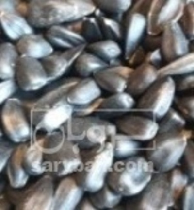 فروش تخمه سیاه کله قوچی