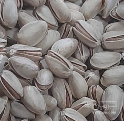 فروش پسته اکبری