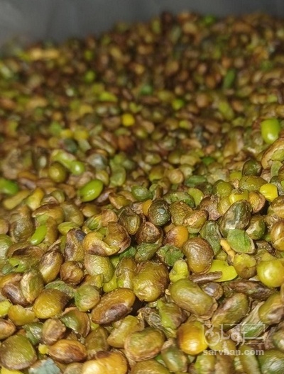 فروش  مغز بنه