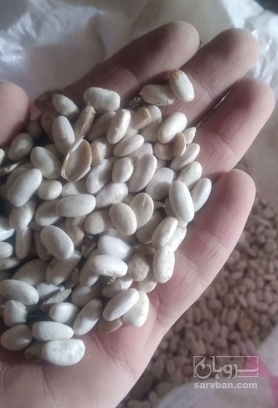 فروش لوبیا سفید