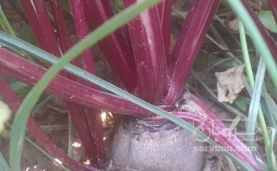 فروش چغندر لبو