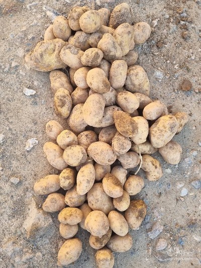 فروش سیب زمینی بامبا