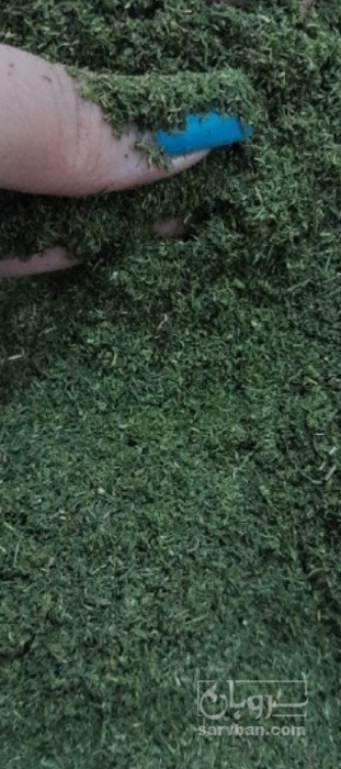 فروش شوید خشک (گیاه‌ دارویی)