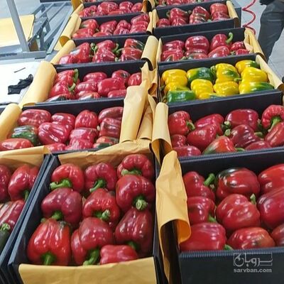 فروش فلفل دلمه ای