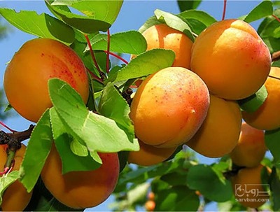 فروش زردآلو