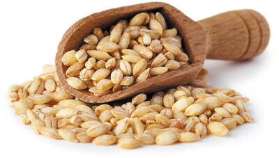 فروش جو