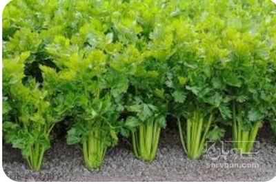 فروش گشنیز
