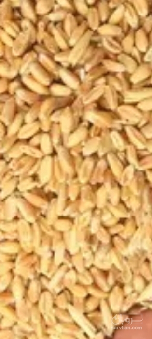 فروش گندم