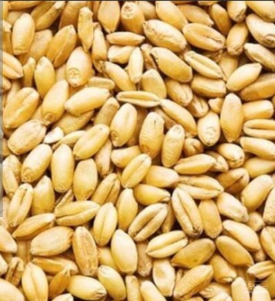 فروش گندم