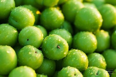 فروش گوجه سبز