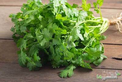 فروش گشنیز