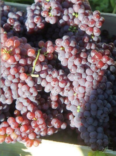 فروش انگور