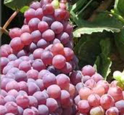 فروش انگور