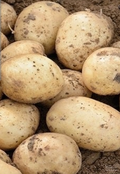 فروش سیب زمینی