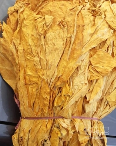 فروش تنباکو کوهی (گیاه‌ دارویی)