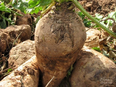 فروش چغندر قند