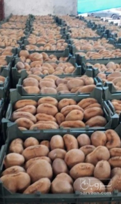 فروش کیوی دو قلو صادراتی