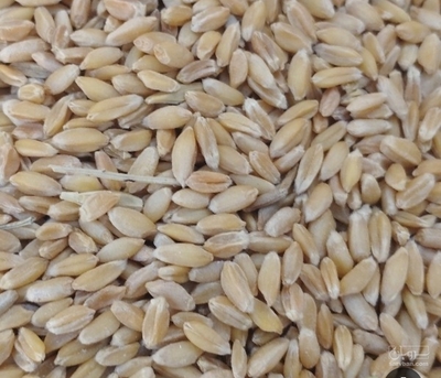 فروش گندم آبی