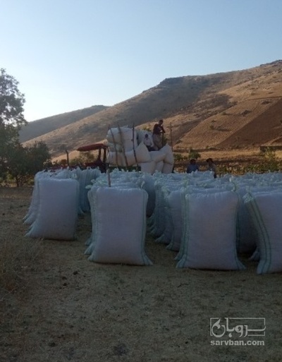 فروش کاه و کلش گندم