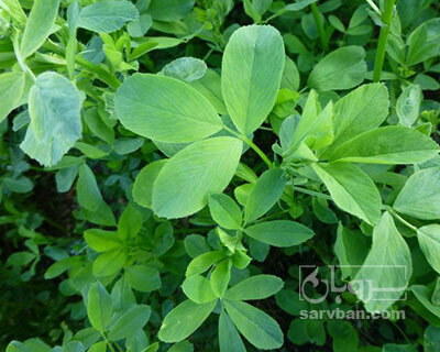 فروش یونجه
