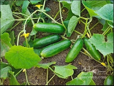 فروش خیار بوته ای