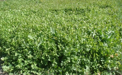 فروش گشنیز