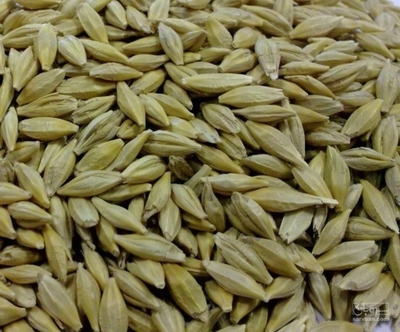 فروش جو