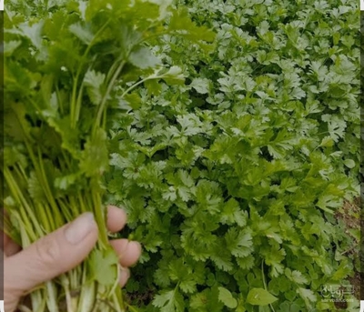 فروش گشنیز