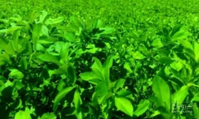فروش یونجه