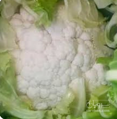 فروش گل کلم