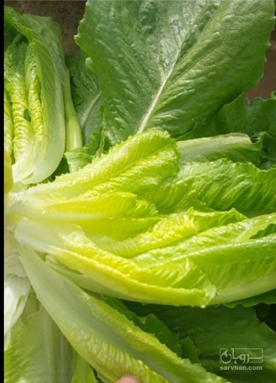 فروش کاهو سالادی