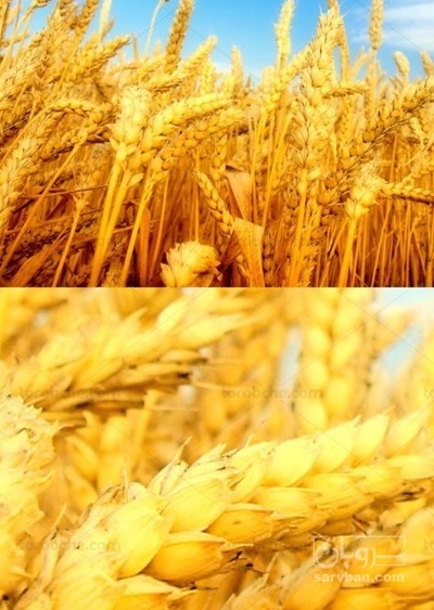 فروش گندم