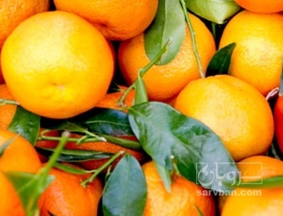 فروش نارنگی