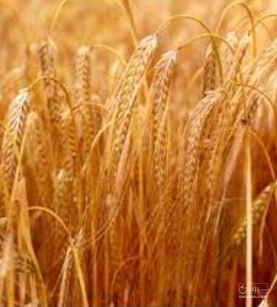 فروش گندم آبی