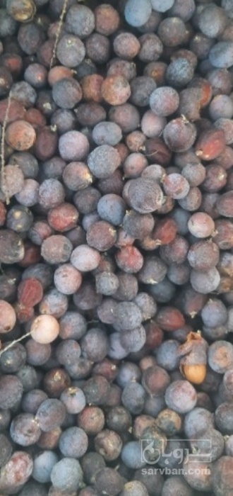 فروش  هسته خرما وحشی برای کارهای دکوری