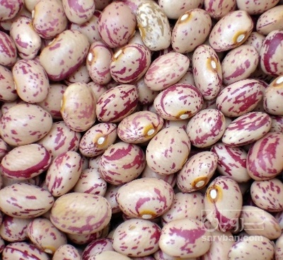 فروش لوبیا چیتی