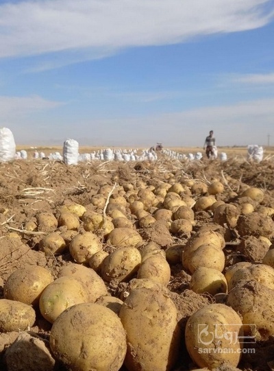 فروش سیب زمینی جلی بذری401 و خوراکی