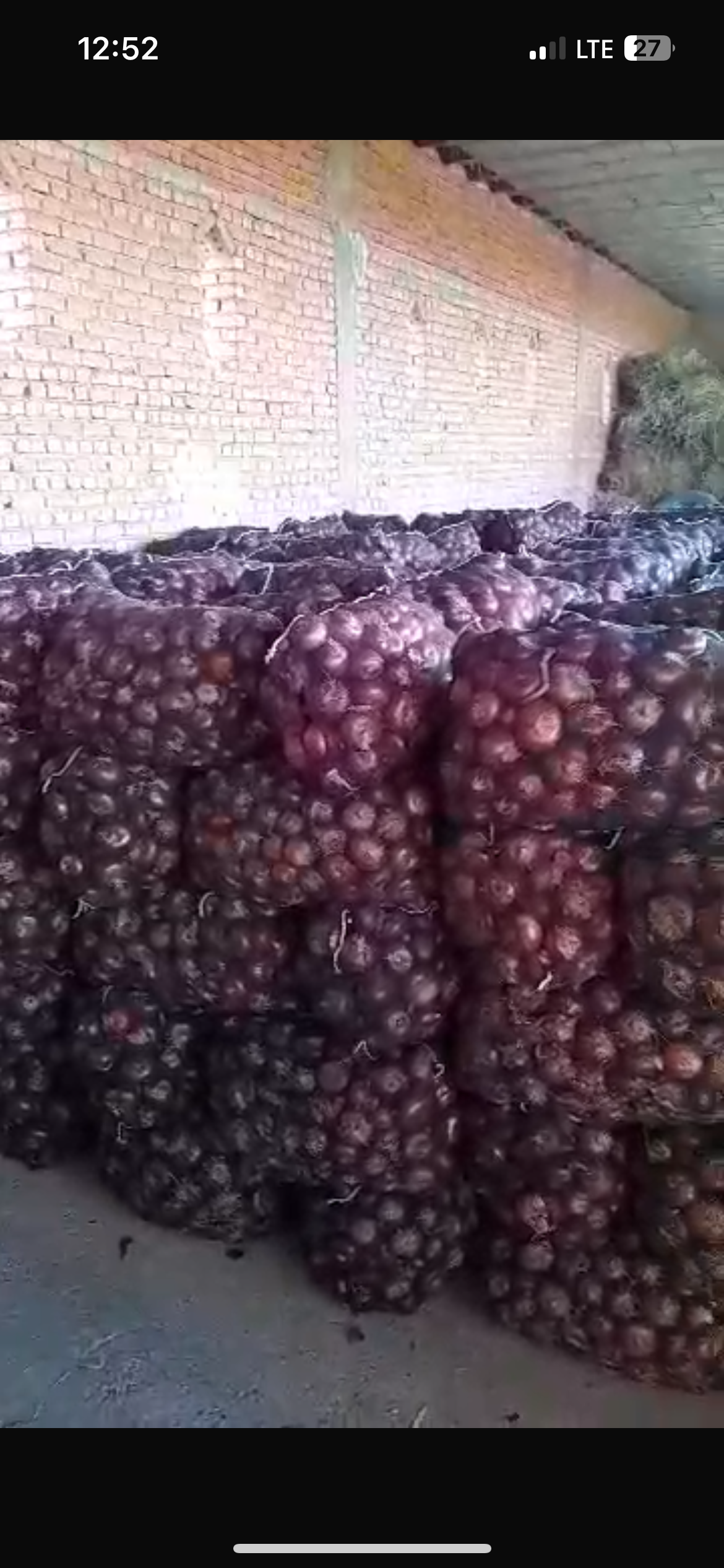 فروش پیاز قرمز