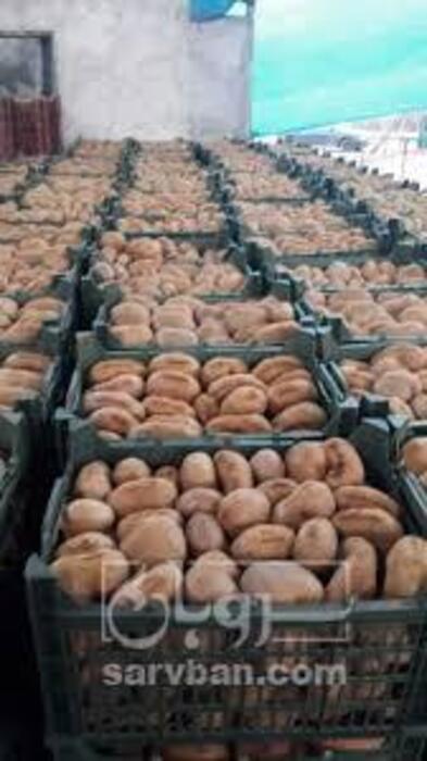 فروش کیوی دوقلو