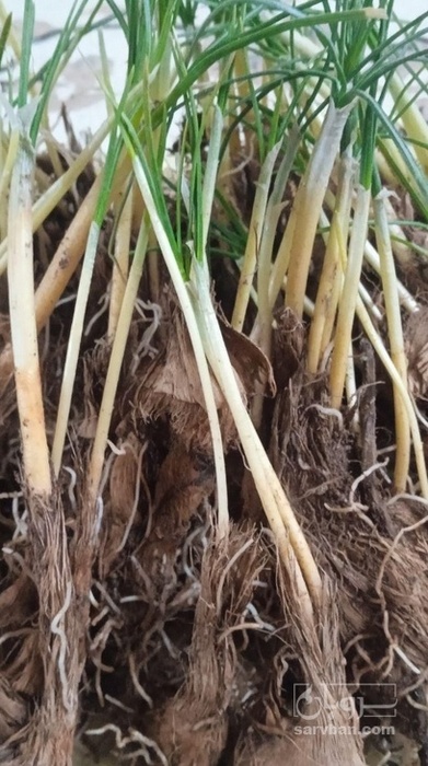 فروش پیاز زعفران