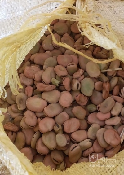 فروش باقلا تازه - باقالی - باقالا